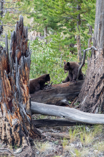 Two Black Bear Cubs on log print