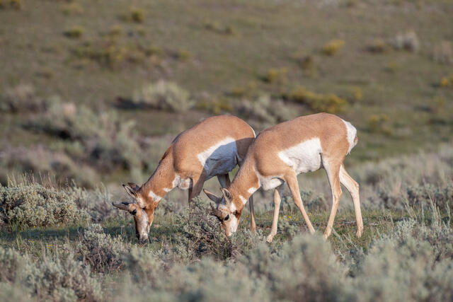 Two Pronghorn Grazing print