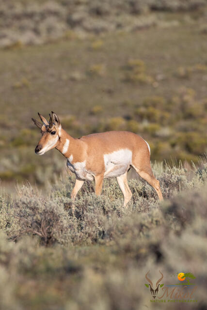Pronghorn  print