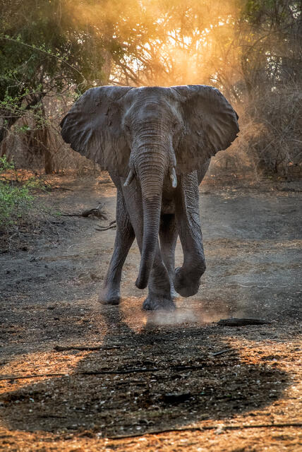 Elephant Warning print
