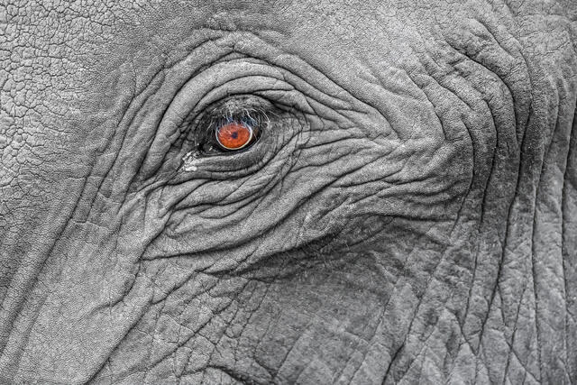 The Eye print