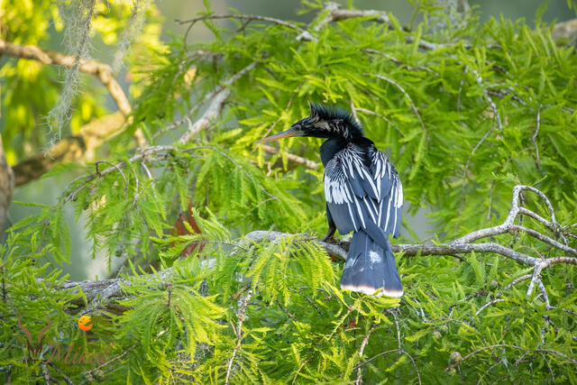 Male Anhinga print