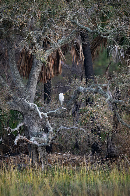 Great Egret Perched on a Live Oak in Salt Marsh print
