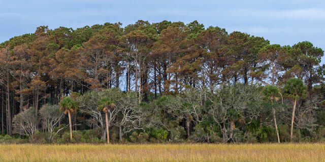 Maritime Forest print