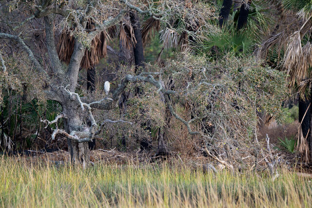 Great Egret, Live Oak, Salt Marsh print