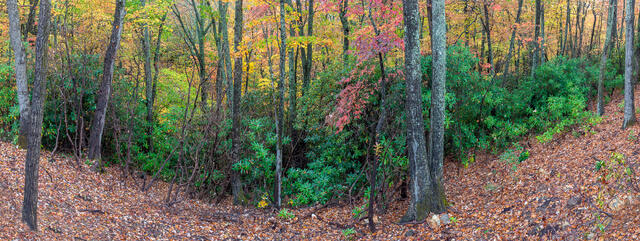 Carolina Fall Color Pan print