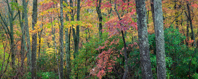 Carolina Fall Colors print