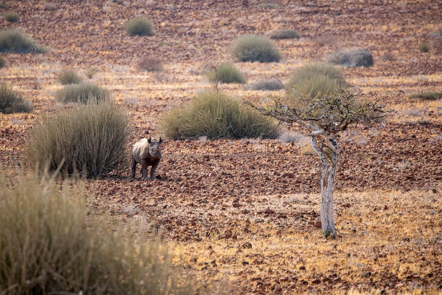 Desert-adapted Black Rhinoceros print