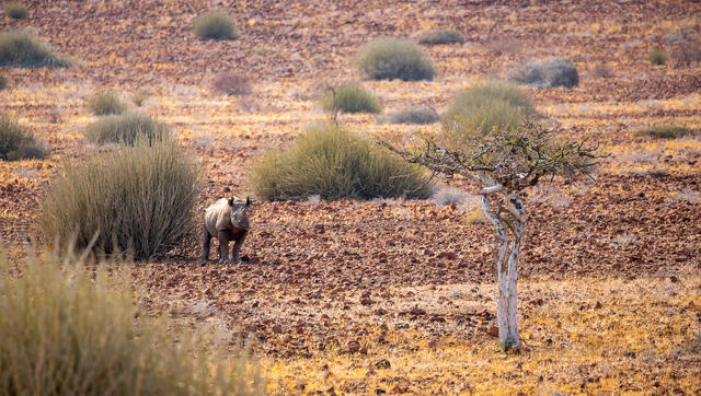 Desert-Adapted Black Rhinoceros print
