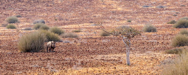 Desert-adapted black rhino among Euphorbia Bushes print