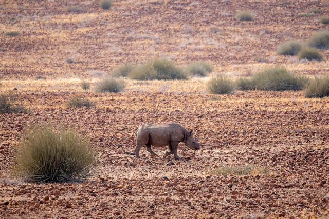 desert-Adapted Black Rhinoceros print