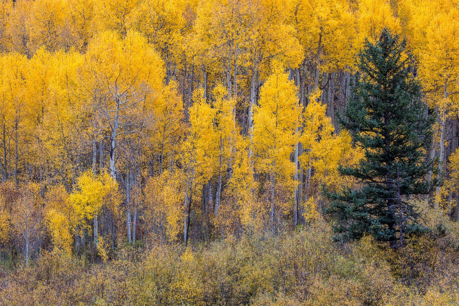 Colorado, CO, United States, US, USA, Fall, Color, Fall Color, Autumn, Autumn Color, Aspens, aspen, tree, trees, America,  mountain...