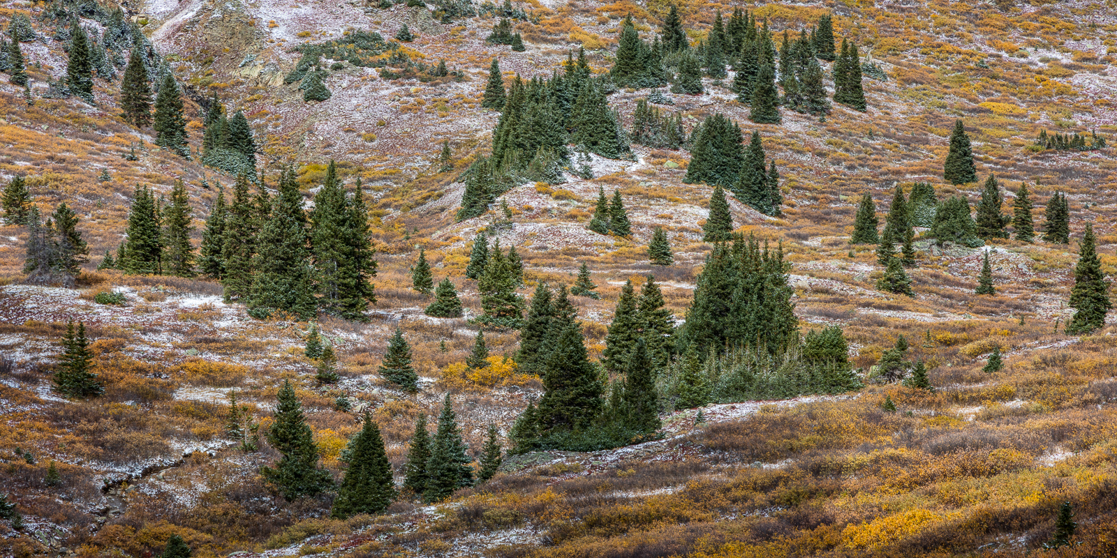 Colorado, CO, United States, US, USA, Fall, Color, Fall Color, Autumn, Autumn Color, Aspens, aspen, tree, trees, America,  mountain...