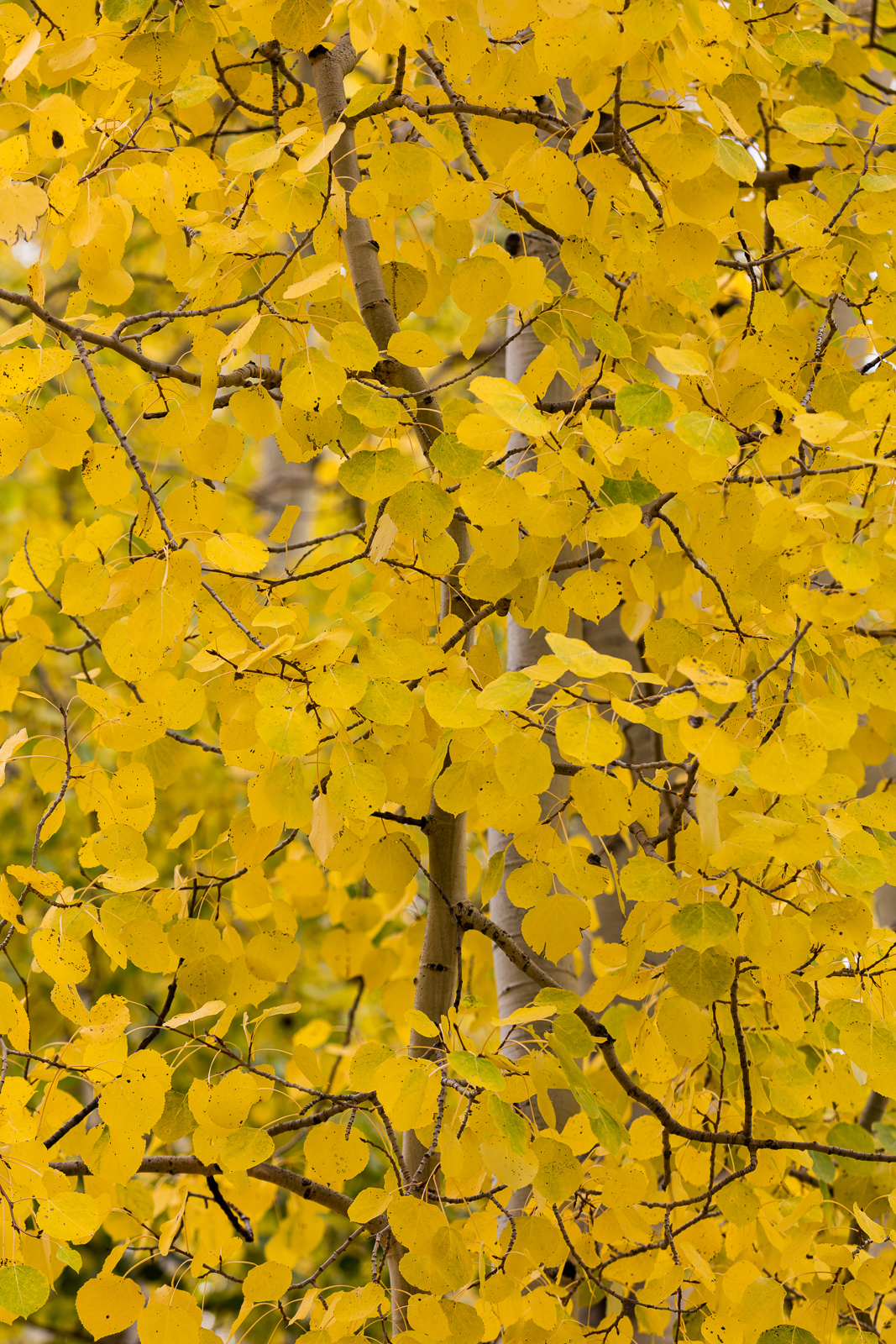 Colorado, CO, United States, US, USA, Fall, Color, Fall Color, Autumn, Autumn Color, Aspens, aspen, tree, trees, America,  mountain...