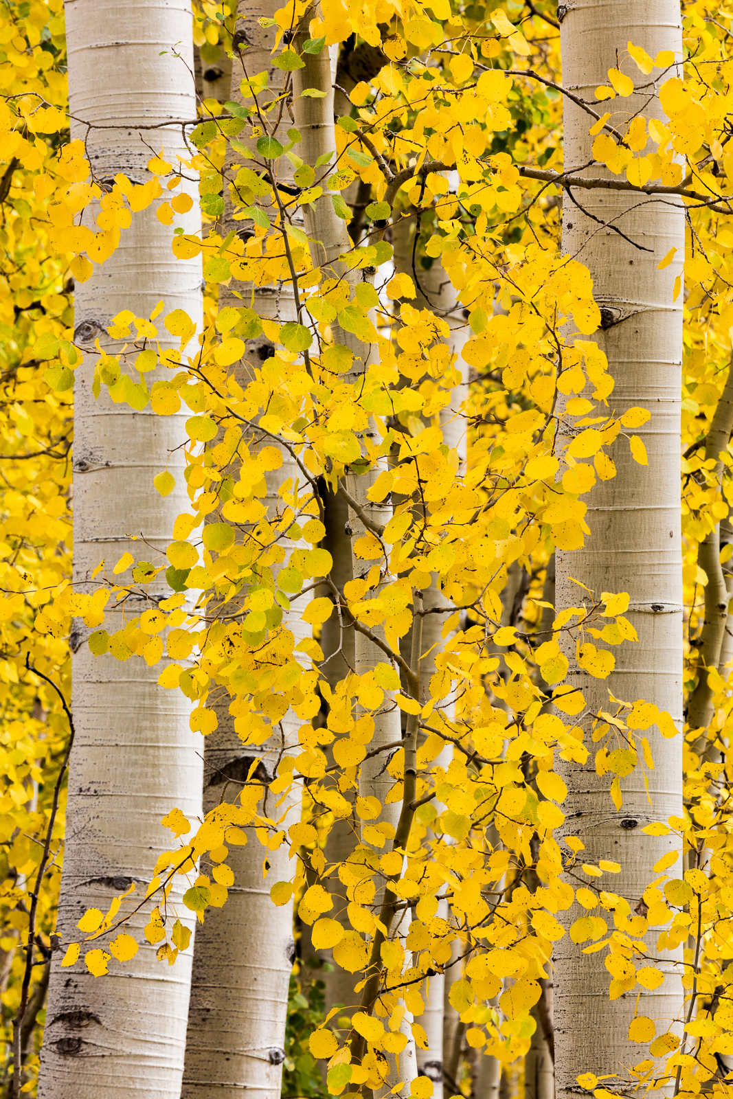 Colorado, CO, United States, US, USA, Fall, Color, Fall Color, Autumn, Autumn Color, Aspens, aspen, tree, trees, America,  mountain...