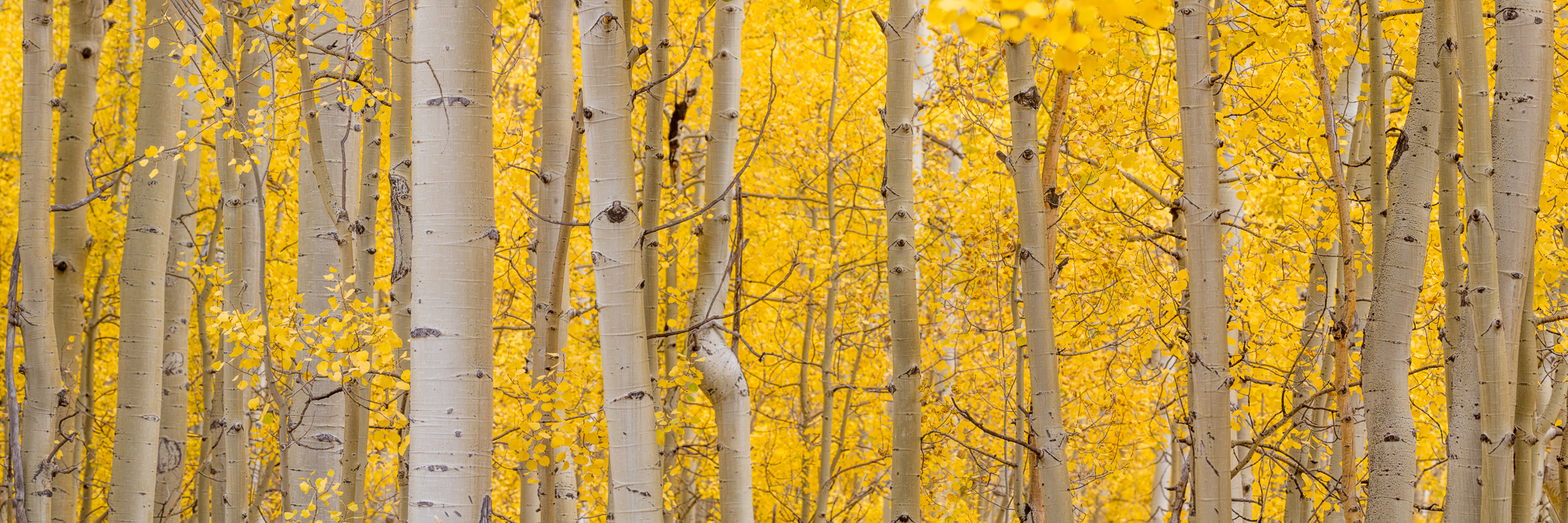 Colorado, CO, United States, US, USA, Fall, Color, Fall Color, Autumn, Autumn Color, Aspens, aspen, tree, trees, America,  mountain...