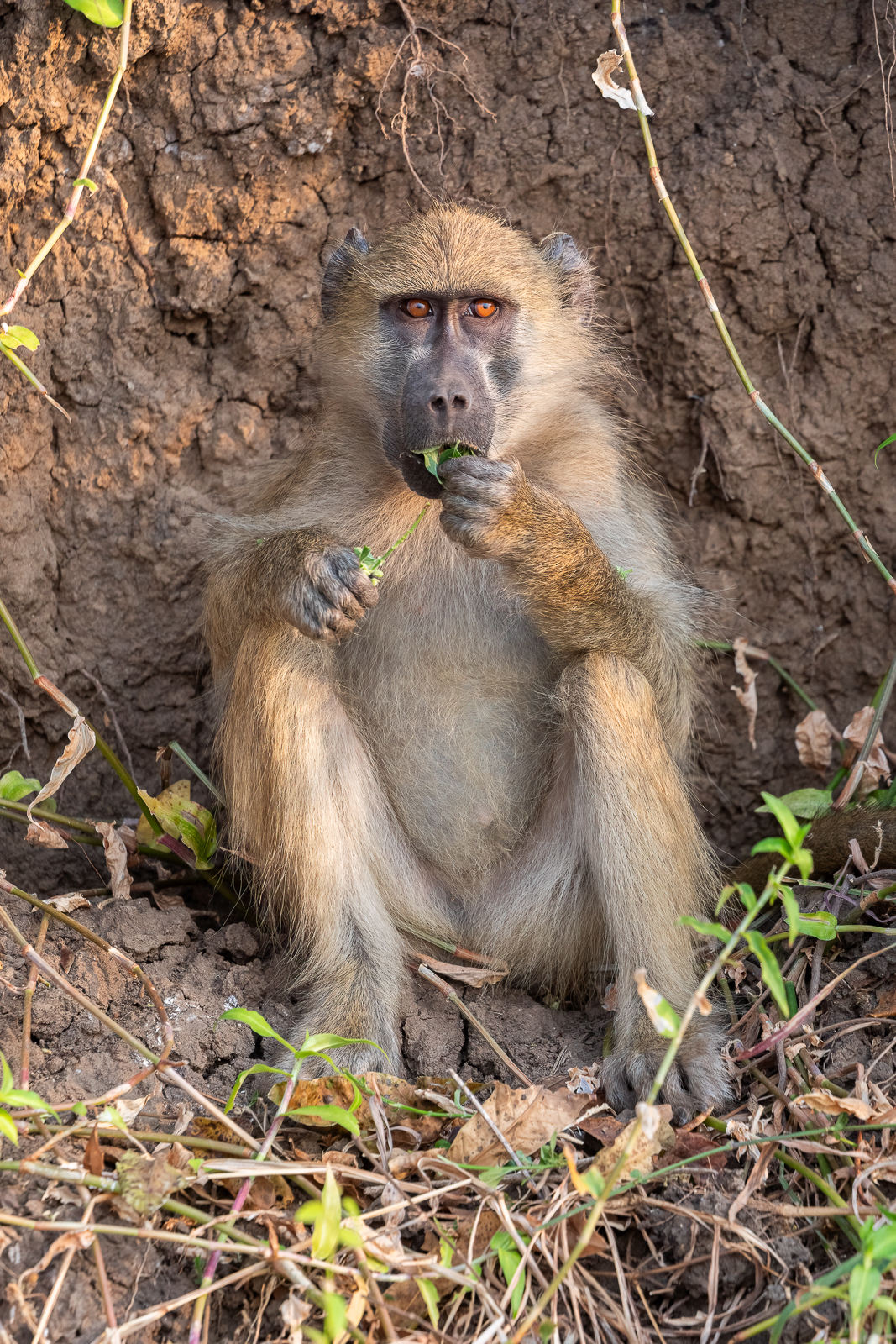 Yellow Baboon Sitting