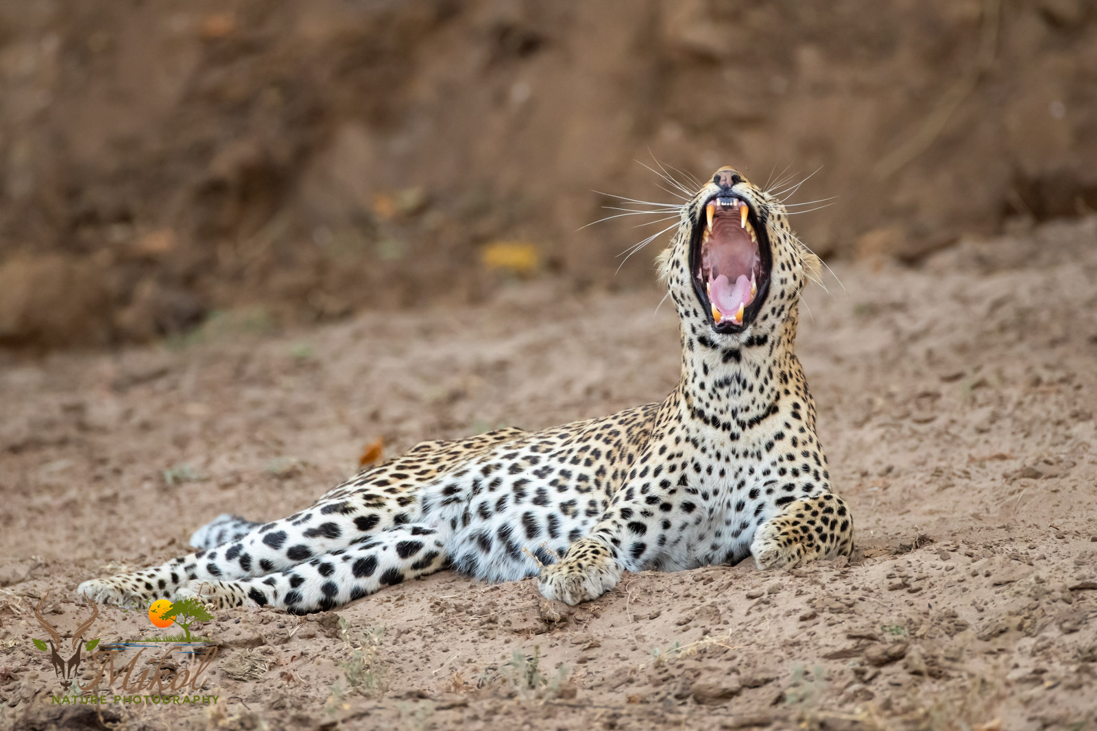 Yawning Leopard