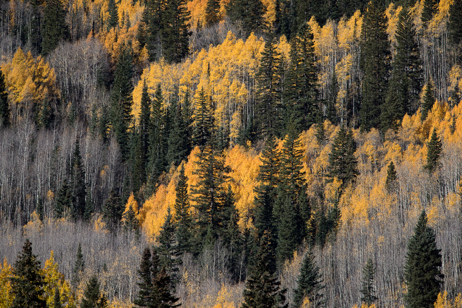 Colorado, CO, United States, US, USA, Fall, Color, Fall Color, Autumn, Autumn Color, Aspens, aspen, tree, trees, America,  mountain...