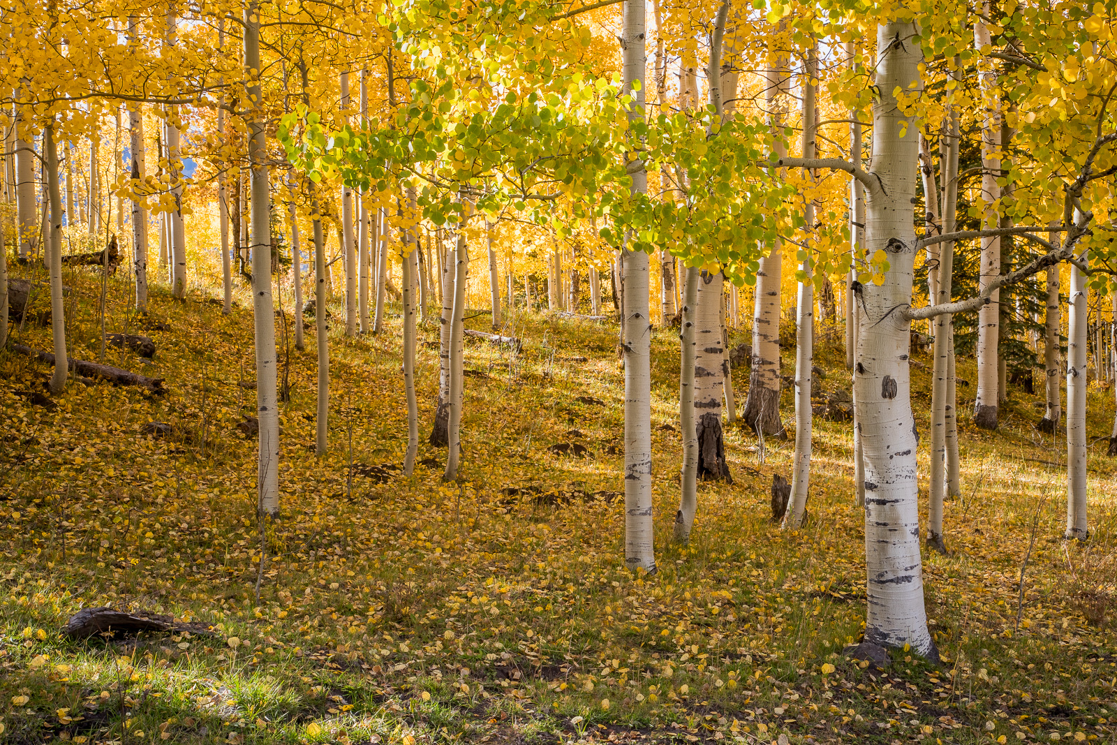 Colorado, CO, United States, US, USA, Fall, Color, Fall Color, Autumn, Autumn Color, Aspens, aspen, tree, trees, America,  mountain...