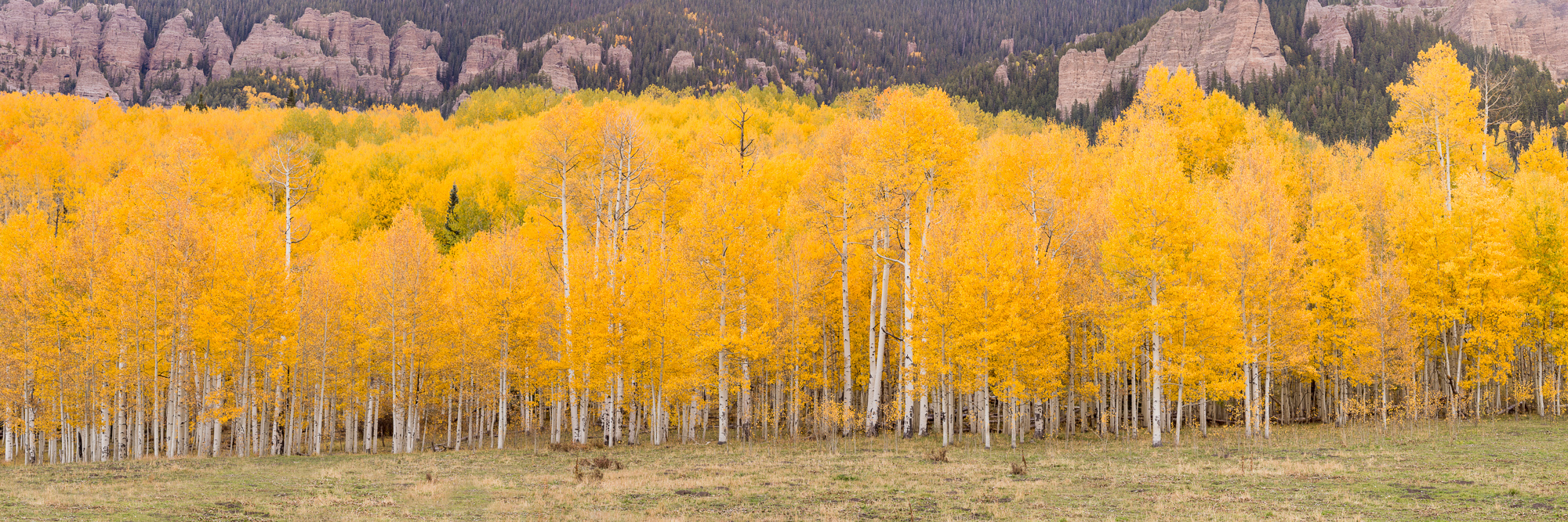 Colorado, CO, United States, US, USA, Fall, Color, Fall Color, Autumn, Autumn Color, Aspens, aspen, tree, trees, America,  mountain...
