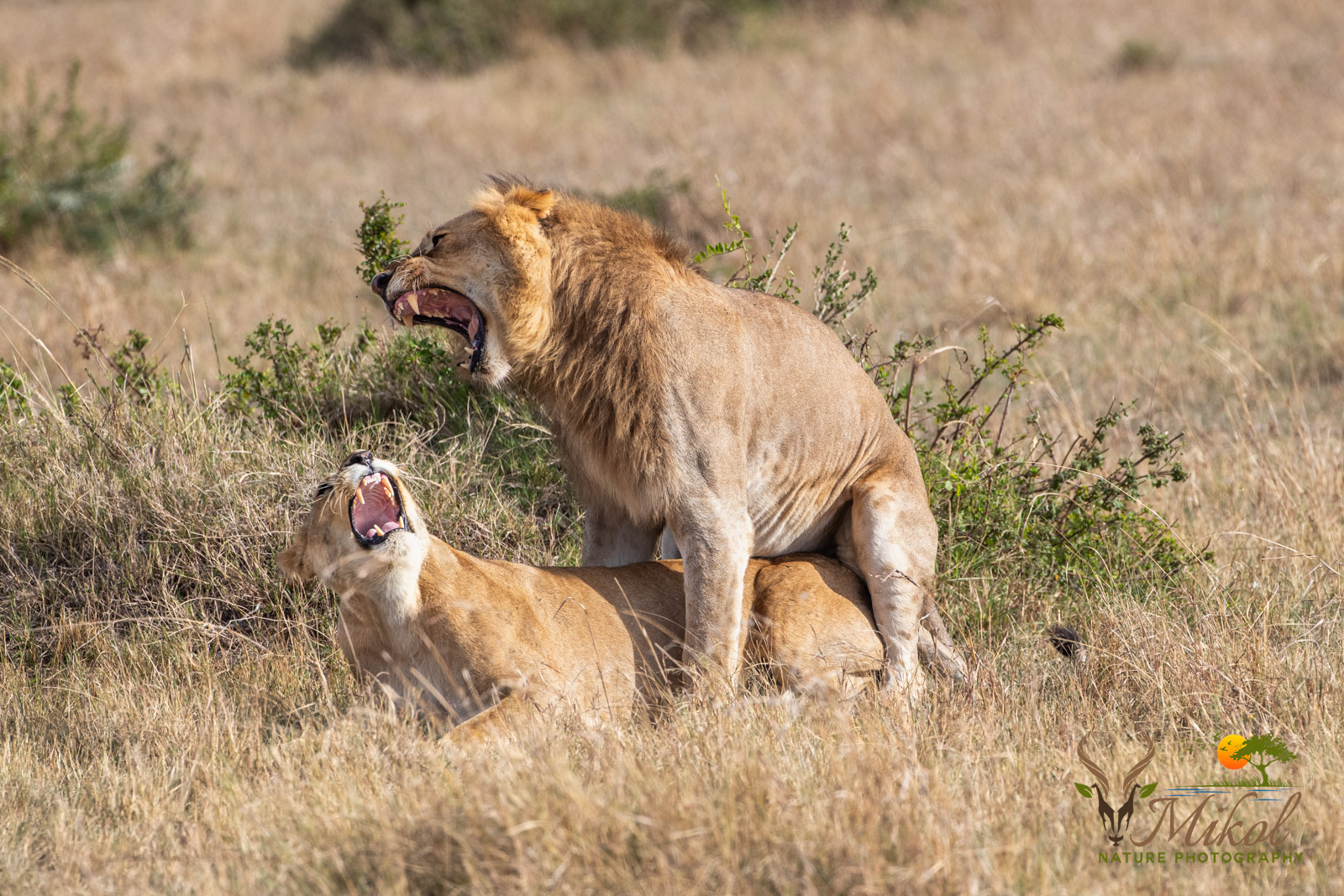 Mating Lions
