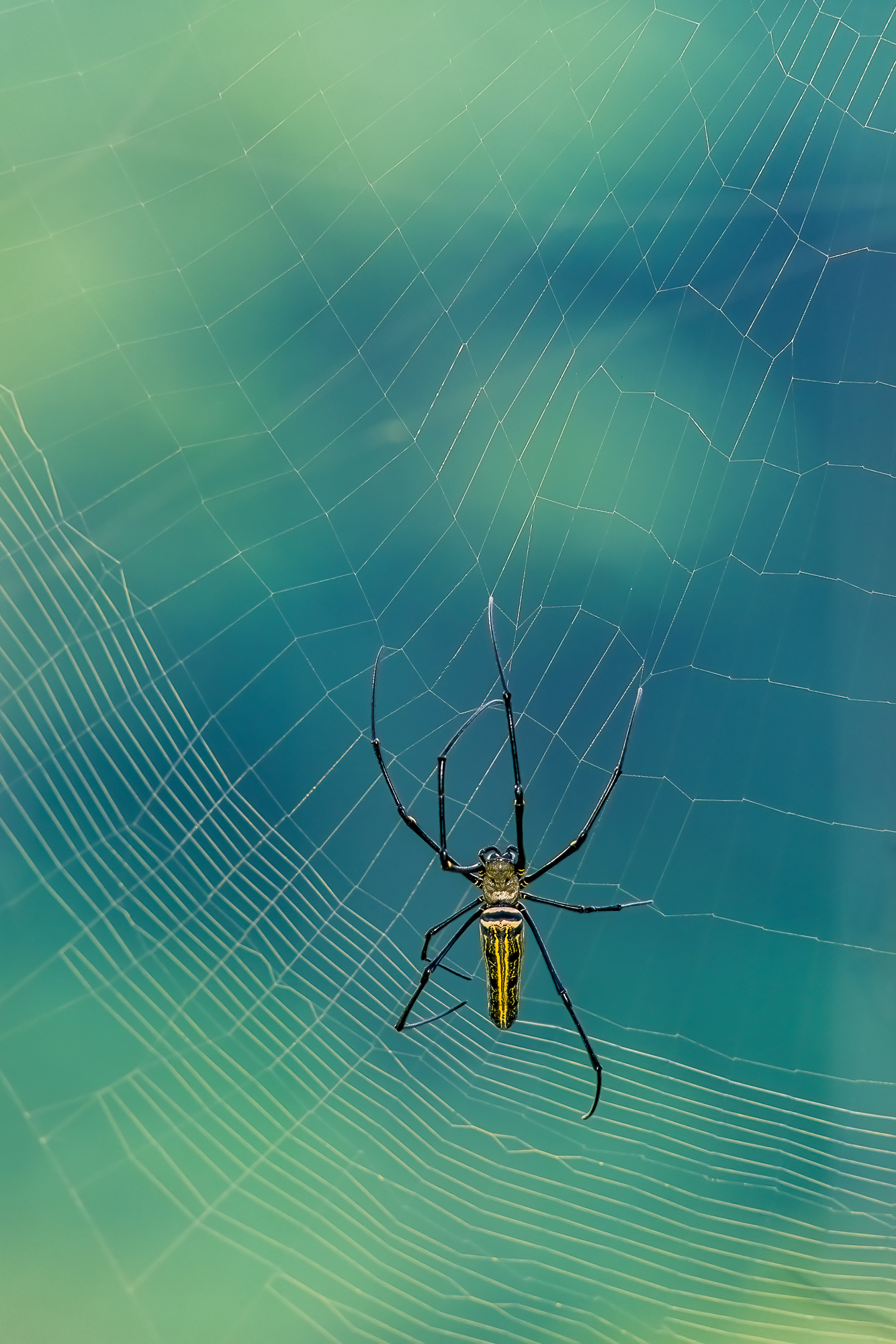 Golden Orb Weaver Spider A Golden Orb Weaver Spider is pictured weaving its web