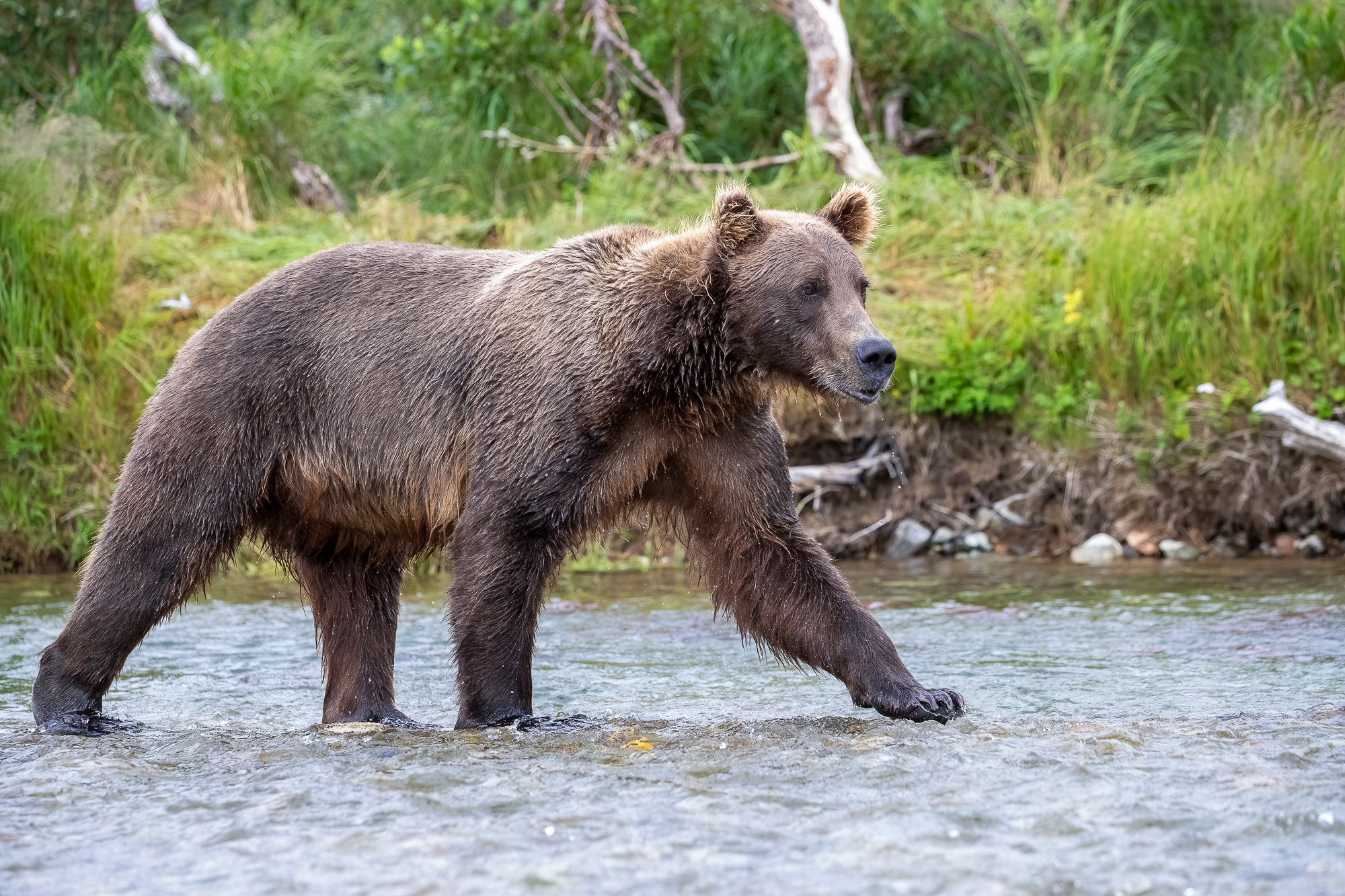 Ak, Alaska, America, August, Brook, Brown, Caniformia, Carnivora, Color, Colors, Katmai, Mammalia, National Park, Park, Protected...