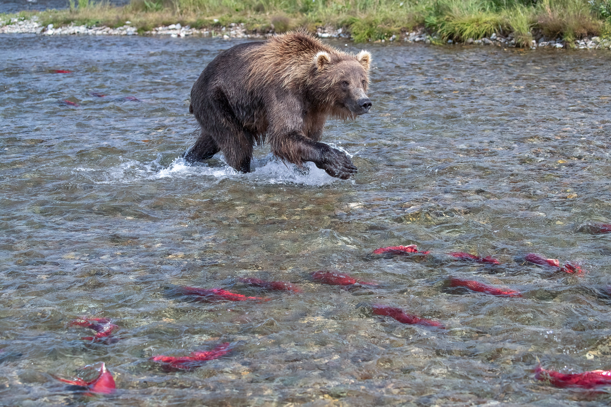 Ak, Alaska, America, August, Brook, Brown, Caniformia, Carnivora, Color, Colors, Katmai, Mammalia, National Park, Park, Protected...