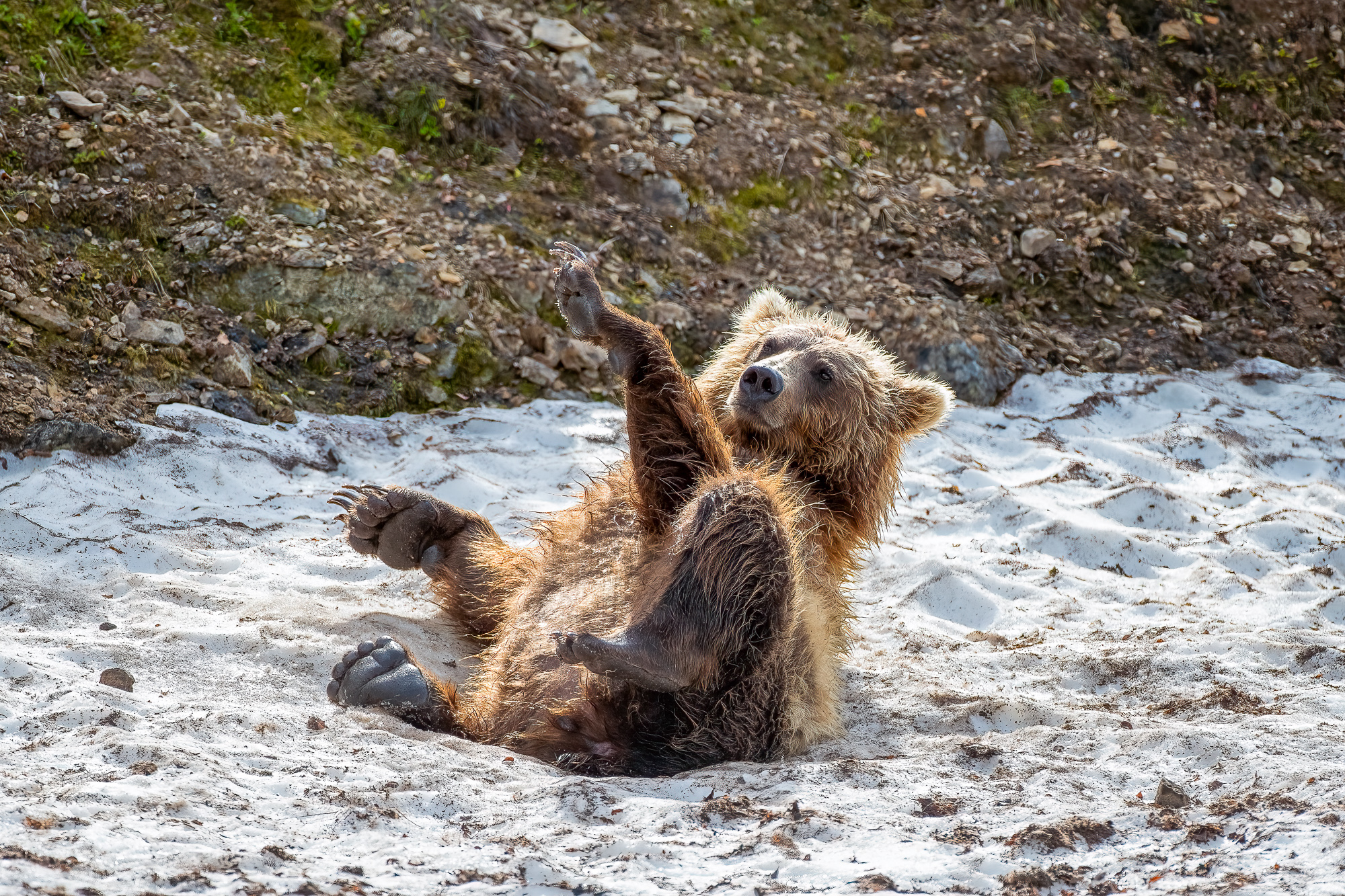 Ak, Alaska, America, August, Brook, Brown, Caniformia, Carnivora, Color, Colors, Katmai, Mammalia, National Park, Park, Protected...