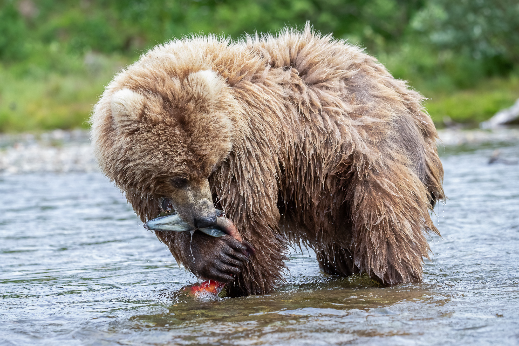 Ak, Alaska, America, August, Brook, Brown, Caniformia, Carnivora, Color, Colors, Katmai, Mammalia, National Park, Park, Protected...