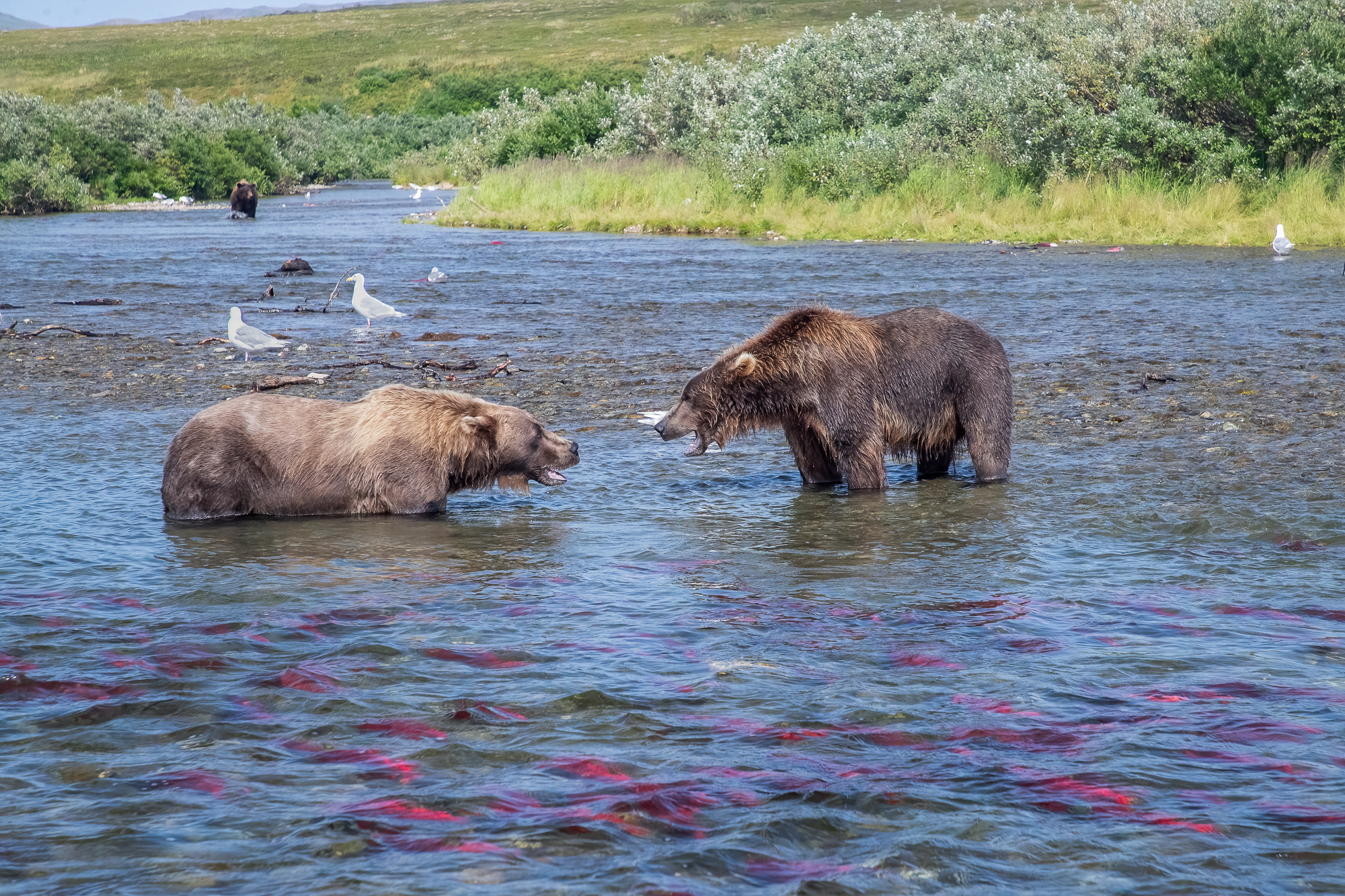 Ak, Alaska, America, August, Brook, Brown, Caniformia, Carnivora, Color, Colors, Katmai, Mammalia, National Park, Park, Protected...