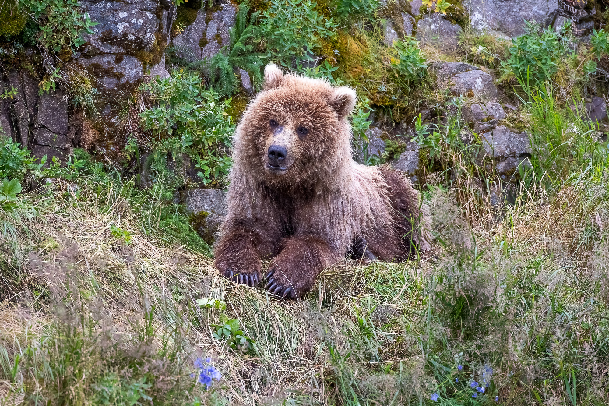 Ak, Alaska, America, August, Brook, Brown, Caniformia, Carnivora, Color, Colors, Katmai, Mammalia, National Park, Park, Protected...
