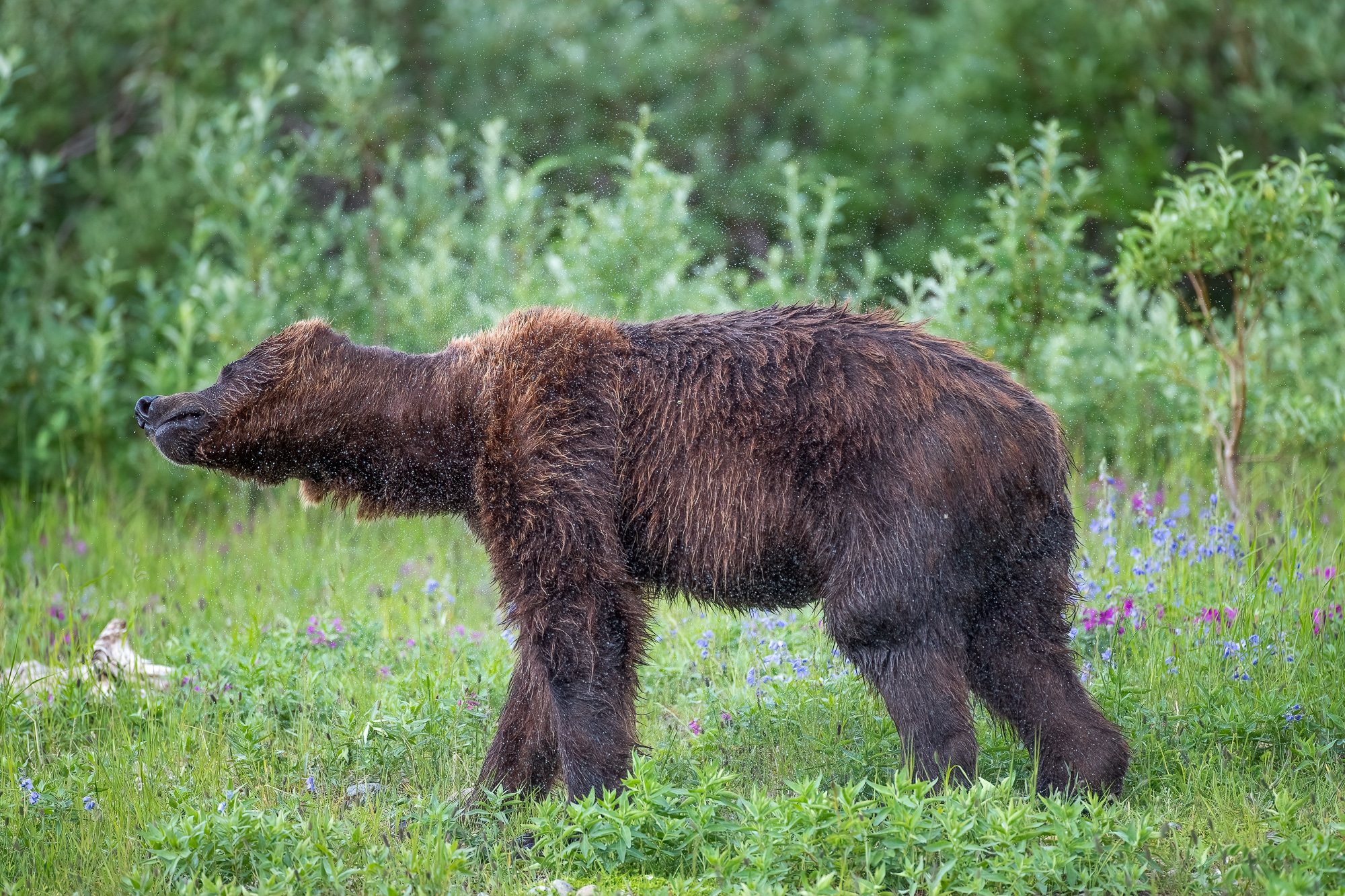 Ak, Alaska, America, August, Brook, Brown, Caniformia, Carnivora, Color, Colors, Katmai, Mammalia, National Park, Park, Protected...
