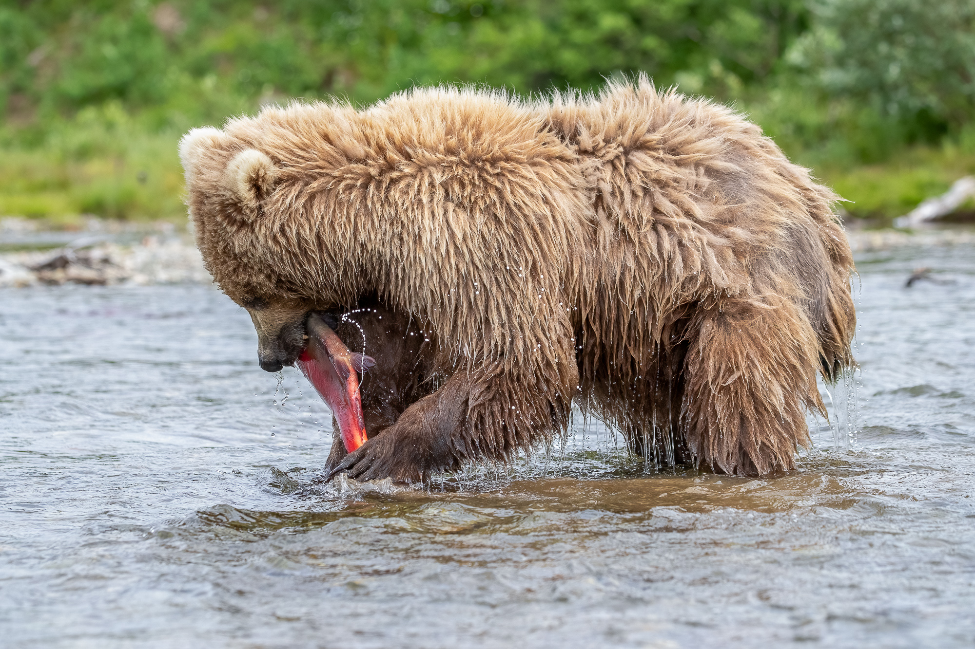 Ak, Alaska, America, August, Brook, Brown, Caniformia, Carnivora, Color, Colors, Katmai, Mammalia, National Park, Park, Protected...