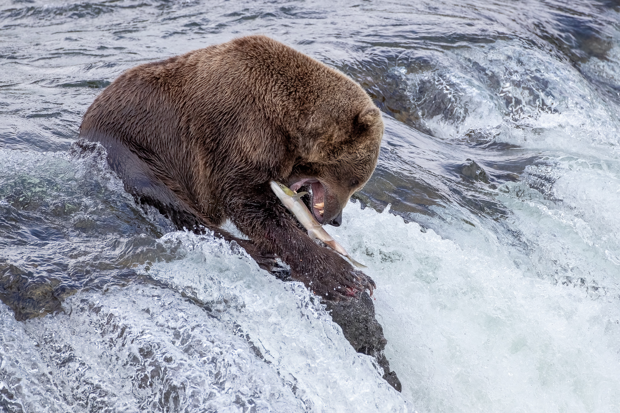 Ak, Alaska, America, August, Brook, Brown, Caniformia, Carnivora, Color, Colors, Katmai, Mammalia, National Park, Park, Protected...