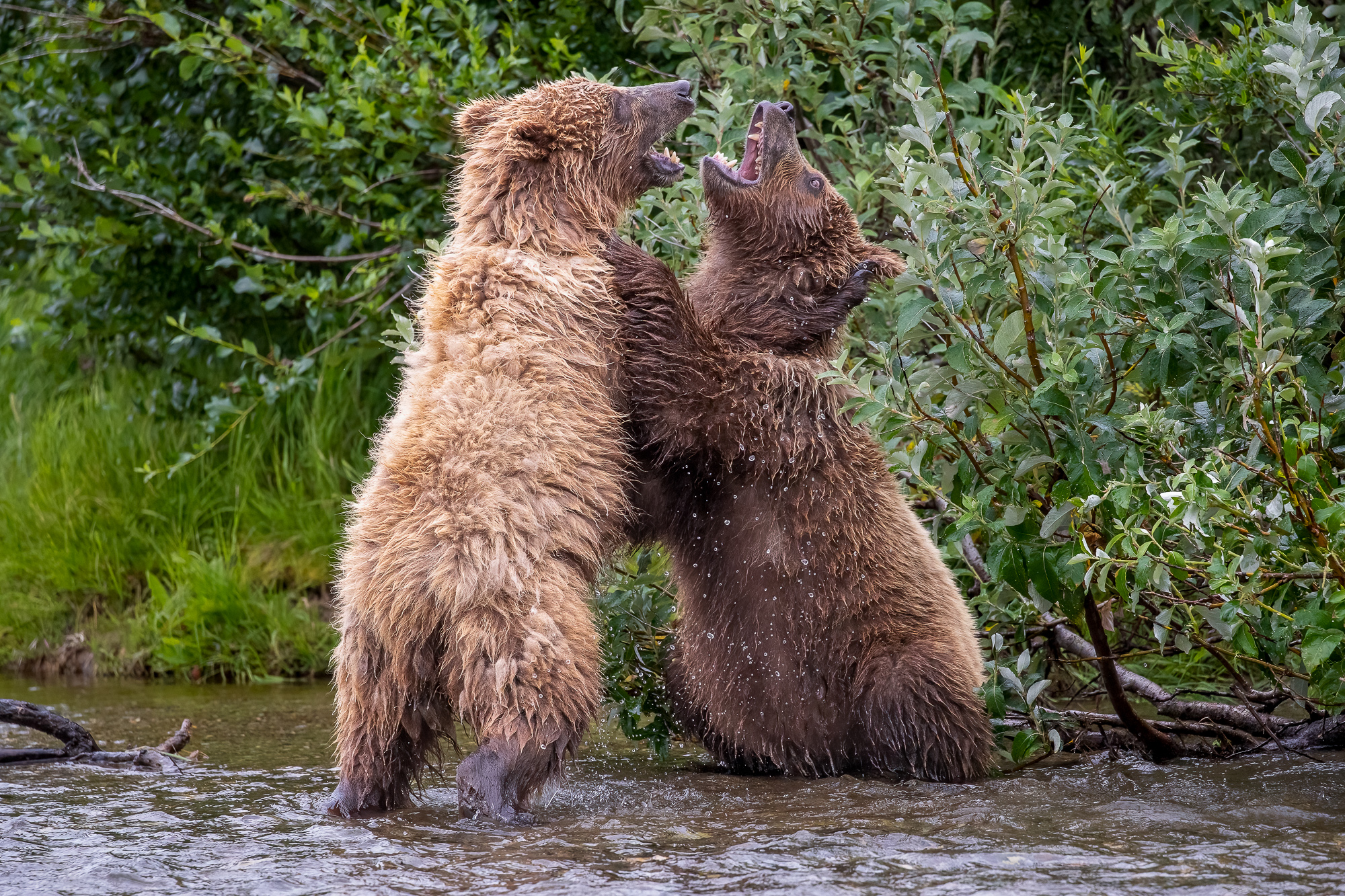 Brown Bear Cubs Play Fighting Brown bear cubs play fight in Alaska in the summer during the salmon run