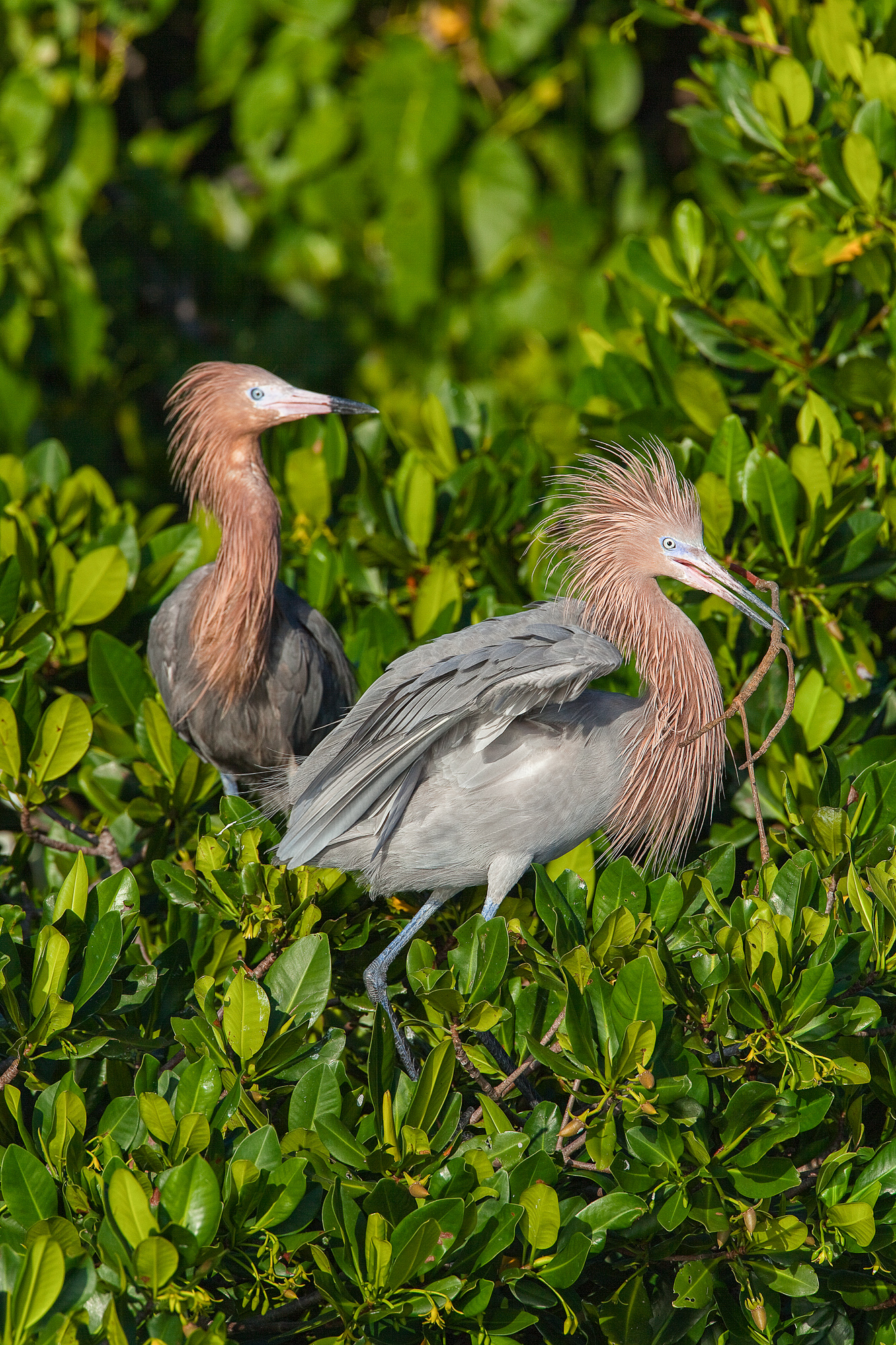 Reddish egret with branch in mouth for nest building