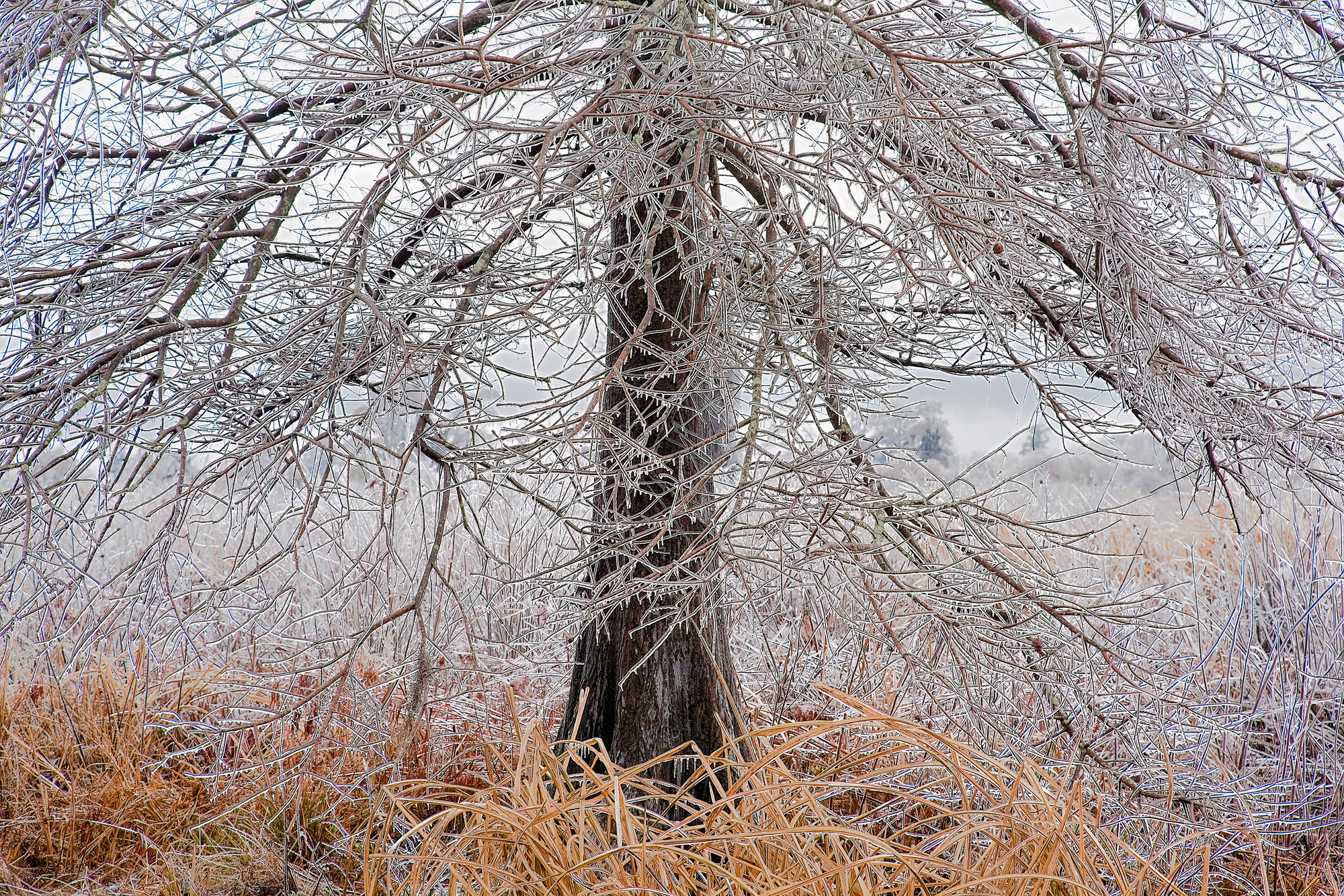 Frozen Cypress Tree Frozen cypress tree in a south carolina freshwater swamp after a rare winter storm