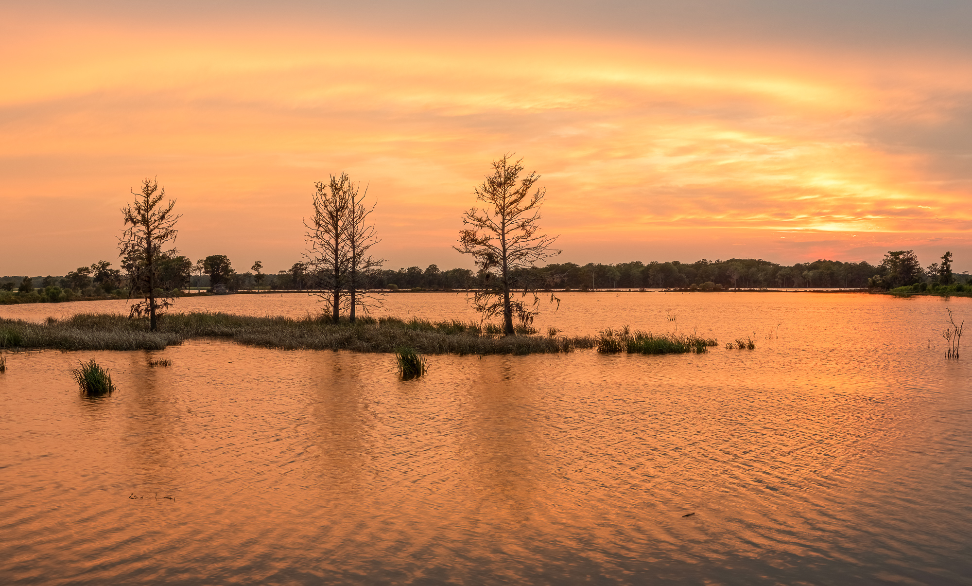 Low Country Sunset with Cypress Trees The sun sets over a dormant Rice Field with cypress trees along a Blackwater River in Coastal, South Carolina, USA.