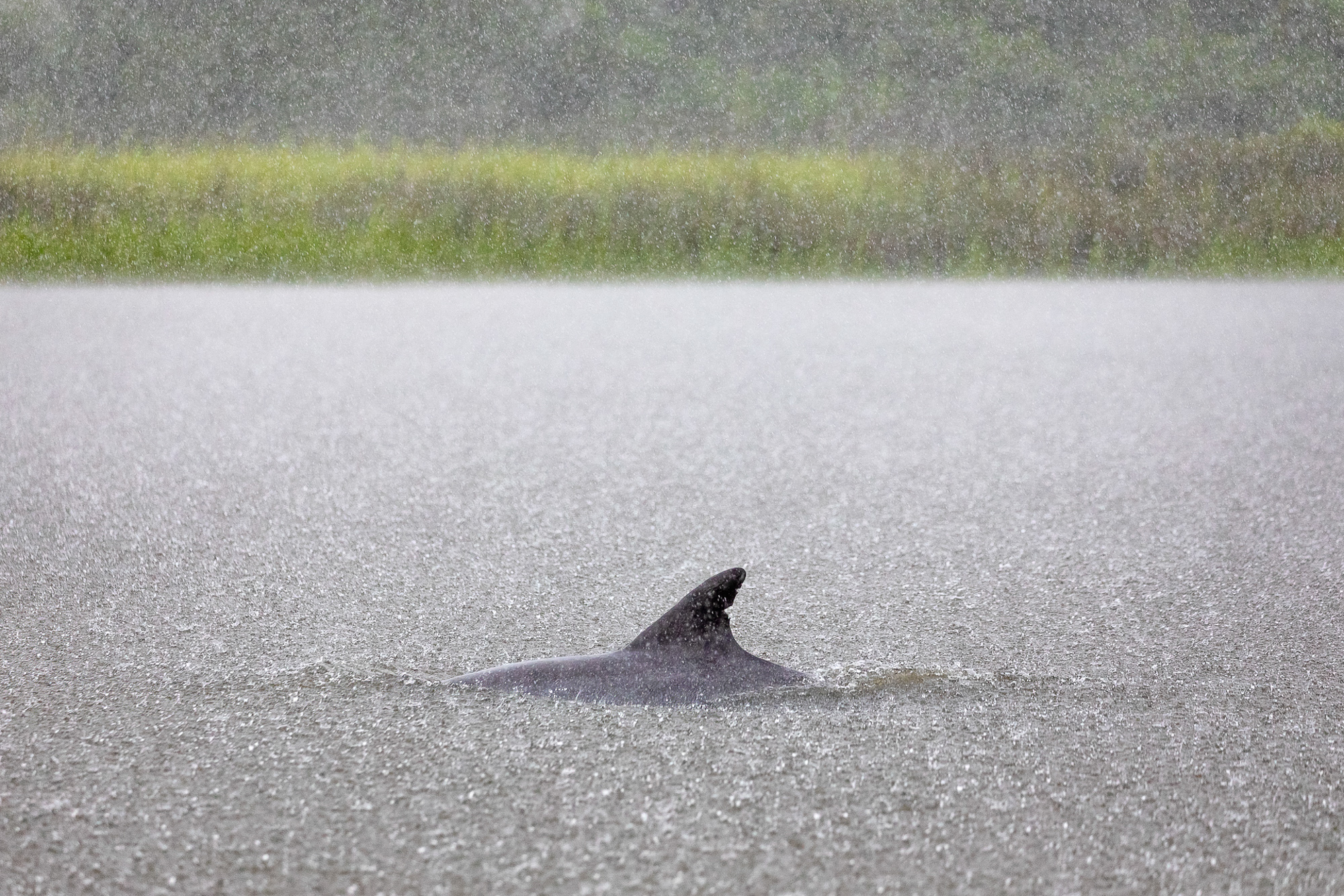Wet A bottlenose dolphin surfaces during a heavy rainstorm in South Carolina, USA