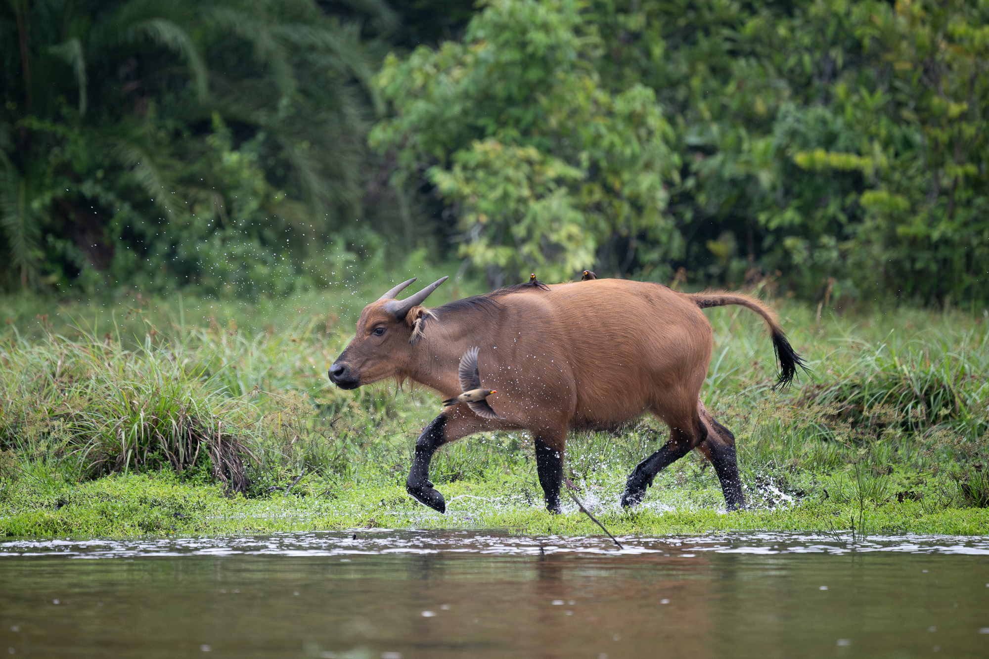 African forest Buffalo An African forest buffalo trots through the waters of the bai in the republic of congo, africa, in odwala national park.