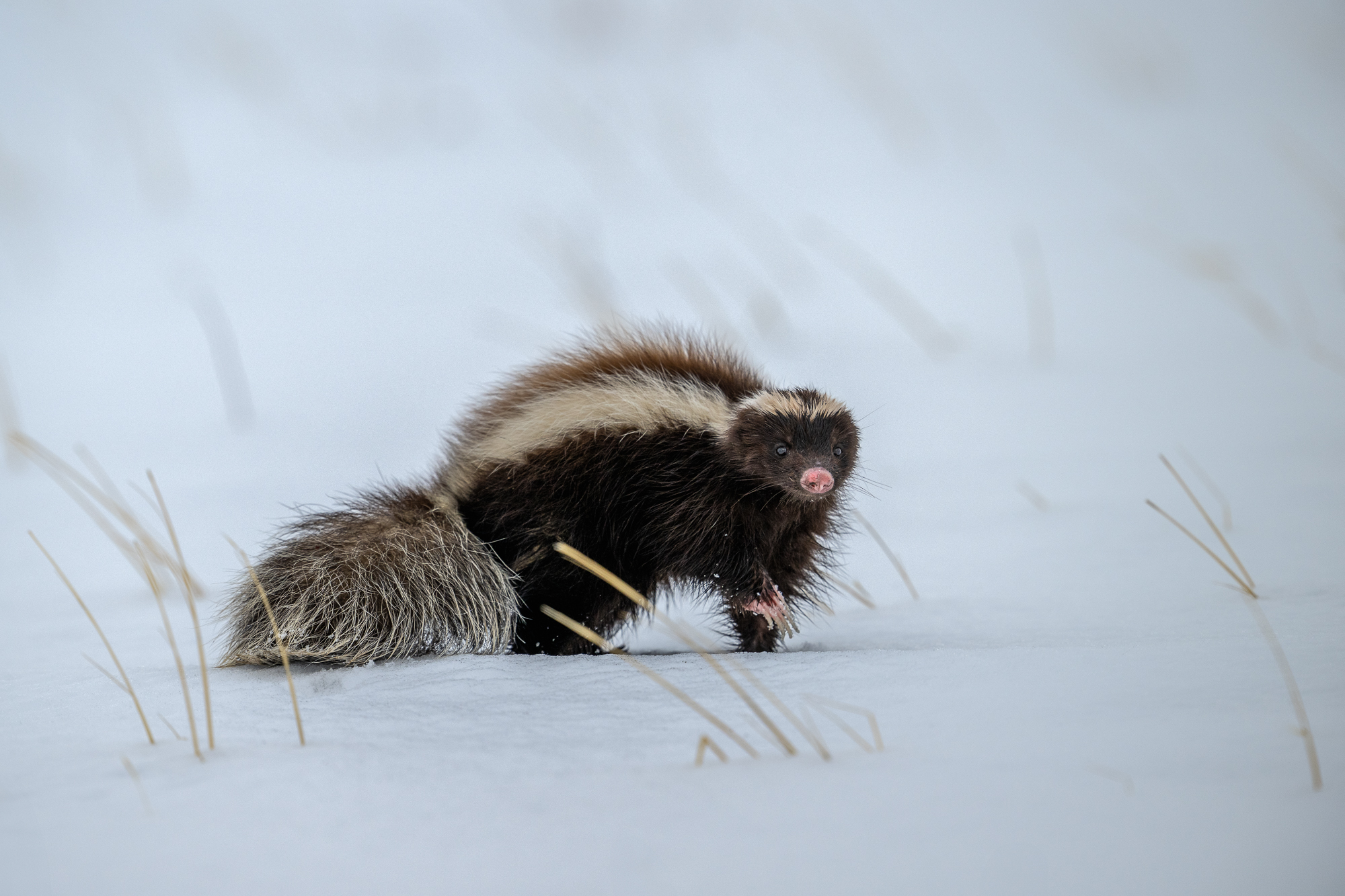 Patagonian Hog-nosed Skunk A patagonian hog-nosed skunk walks along the snow in southern chile during the winter.