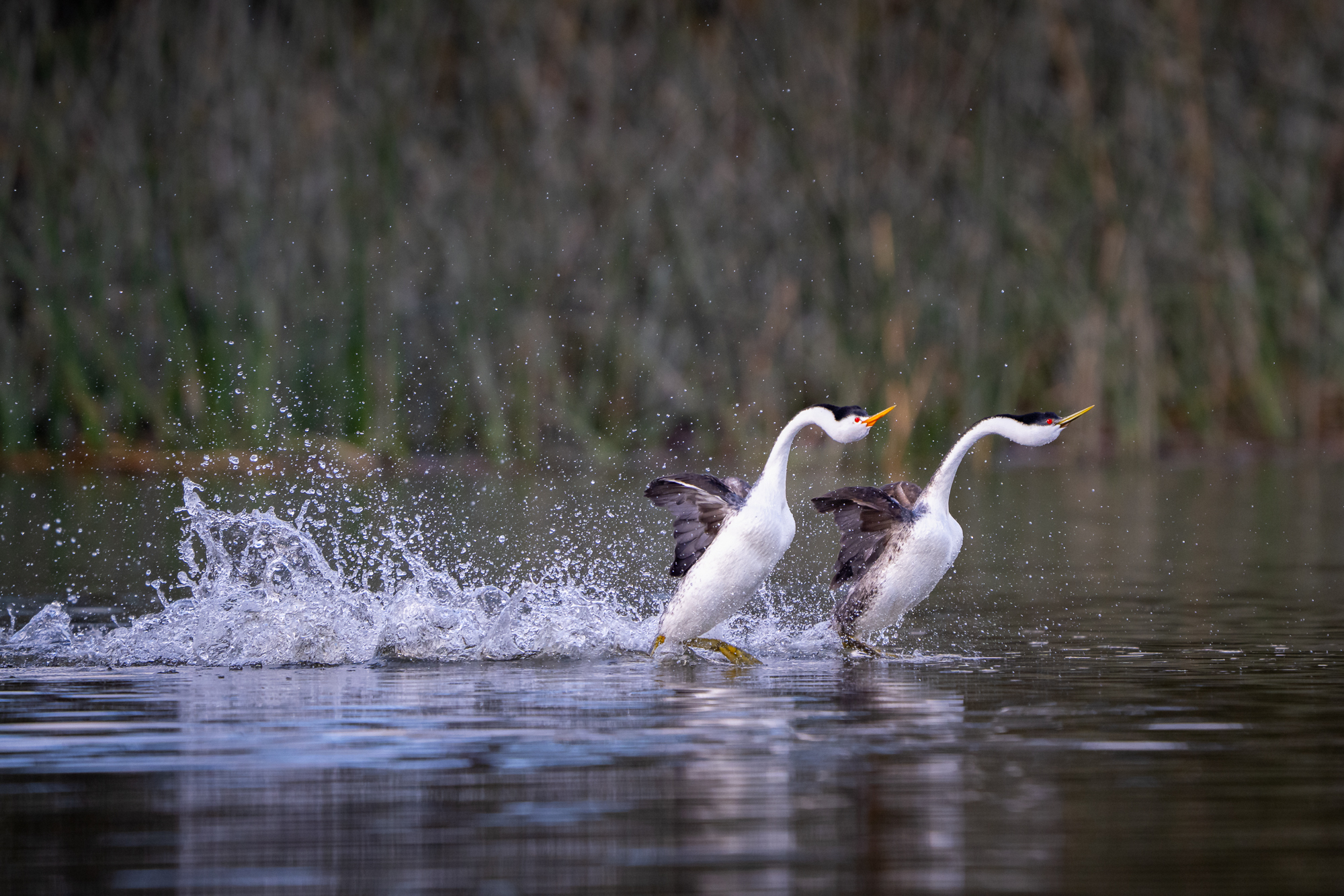 Western and Clark's Grebes Rushing Two western grebes exhibit the rushing behavior as they scamper across the water in a sunchronized dance in california in the spring.