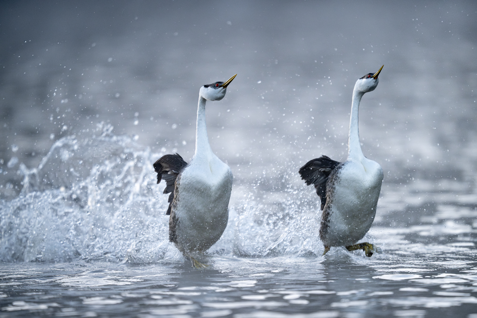 Western Grebes Rushing Part of grebe courting is characterized by “the rushing ceremony”, when the grebes are choosing a mate. As the ceremony...