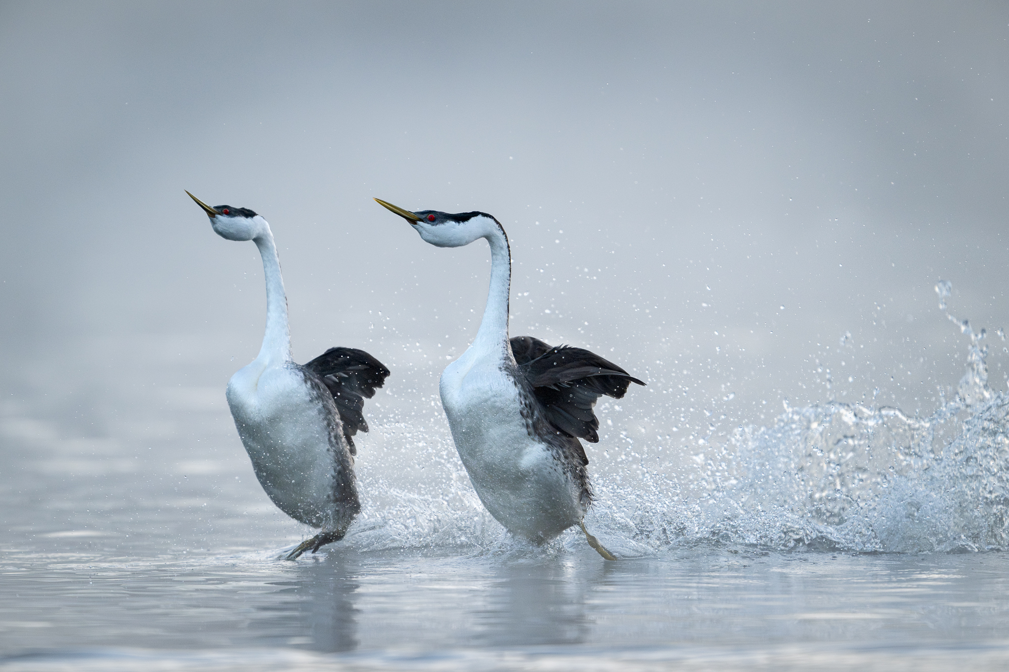 Western Grebe Pair Rushing Part of grebe courting is characterized by “the rushing ceremony”, when the grebes are choosing a mate. As the ceremony...