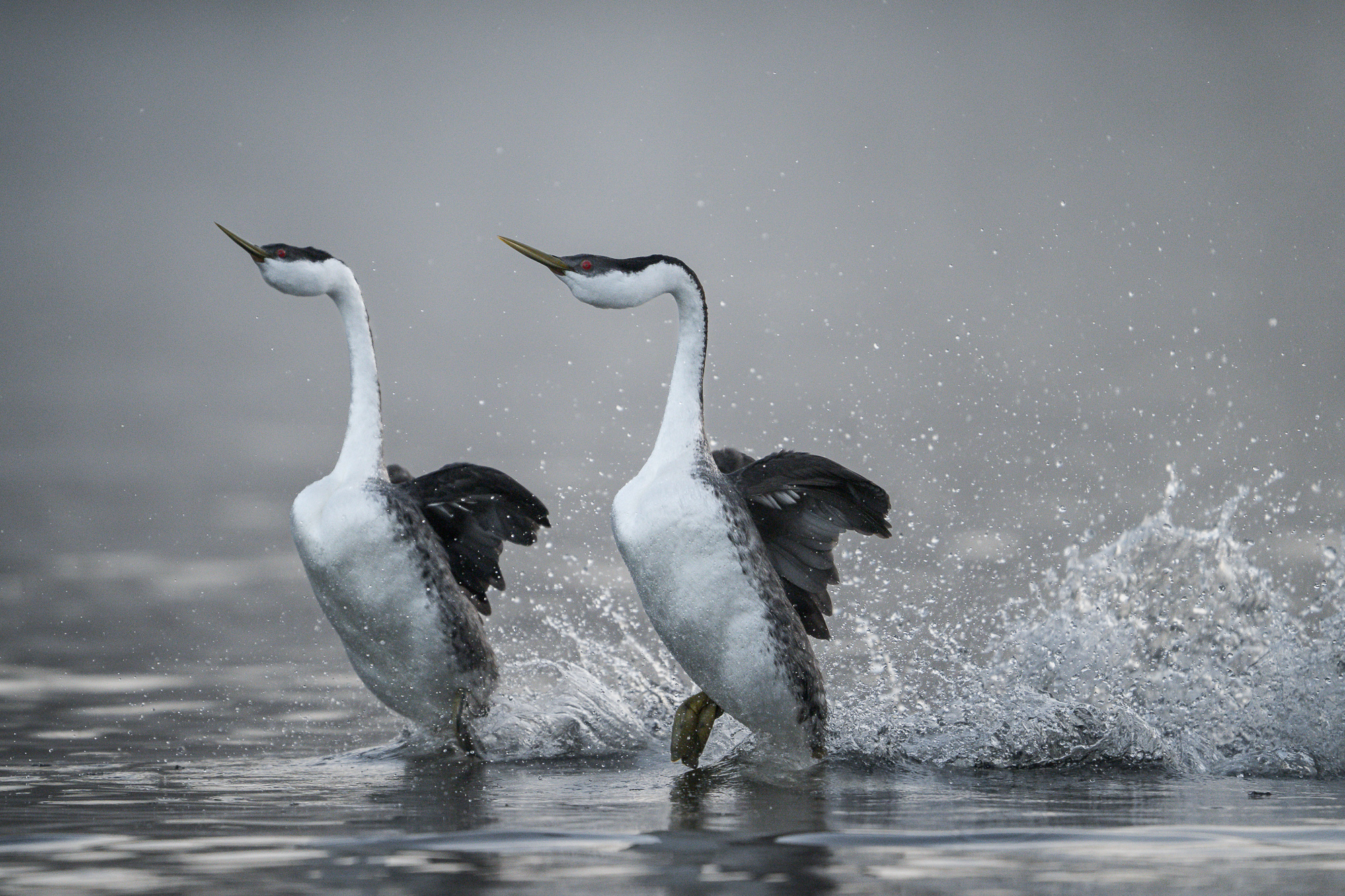 Western Grebes Rushing Two western grebes exhibit the rushing behavior as they scamper across the water in a sunchronized dance in california in the spring.