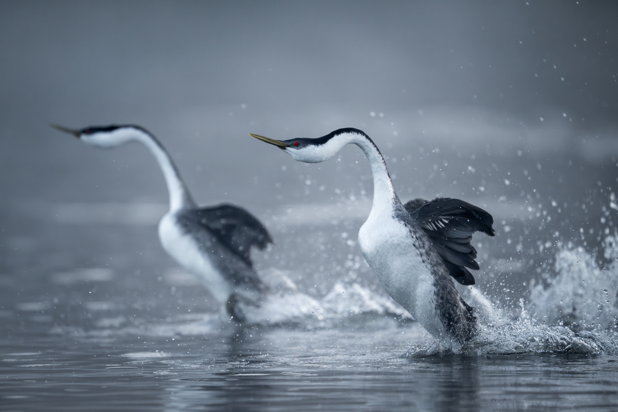 Western Grebes Rushing Two western grebes exhibit the rushing behavior as they scamper across the water in a sunchronized dance in california in the spring.