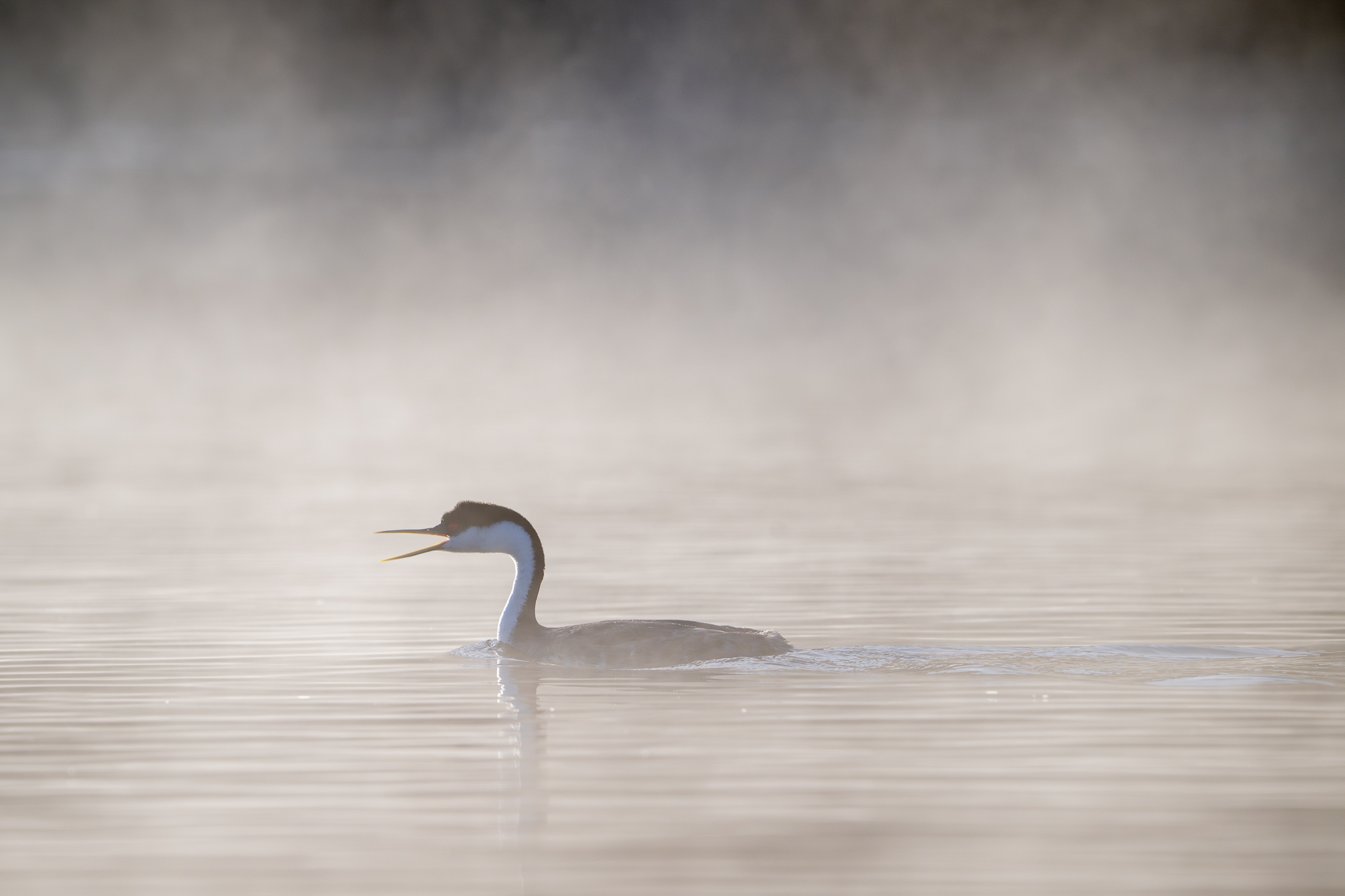 Western Grebe Advertising a western grebe flloats along on the surface of the water advertising as part of the mating ritual while looking for a mate.