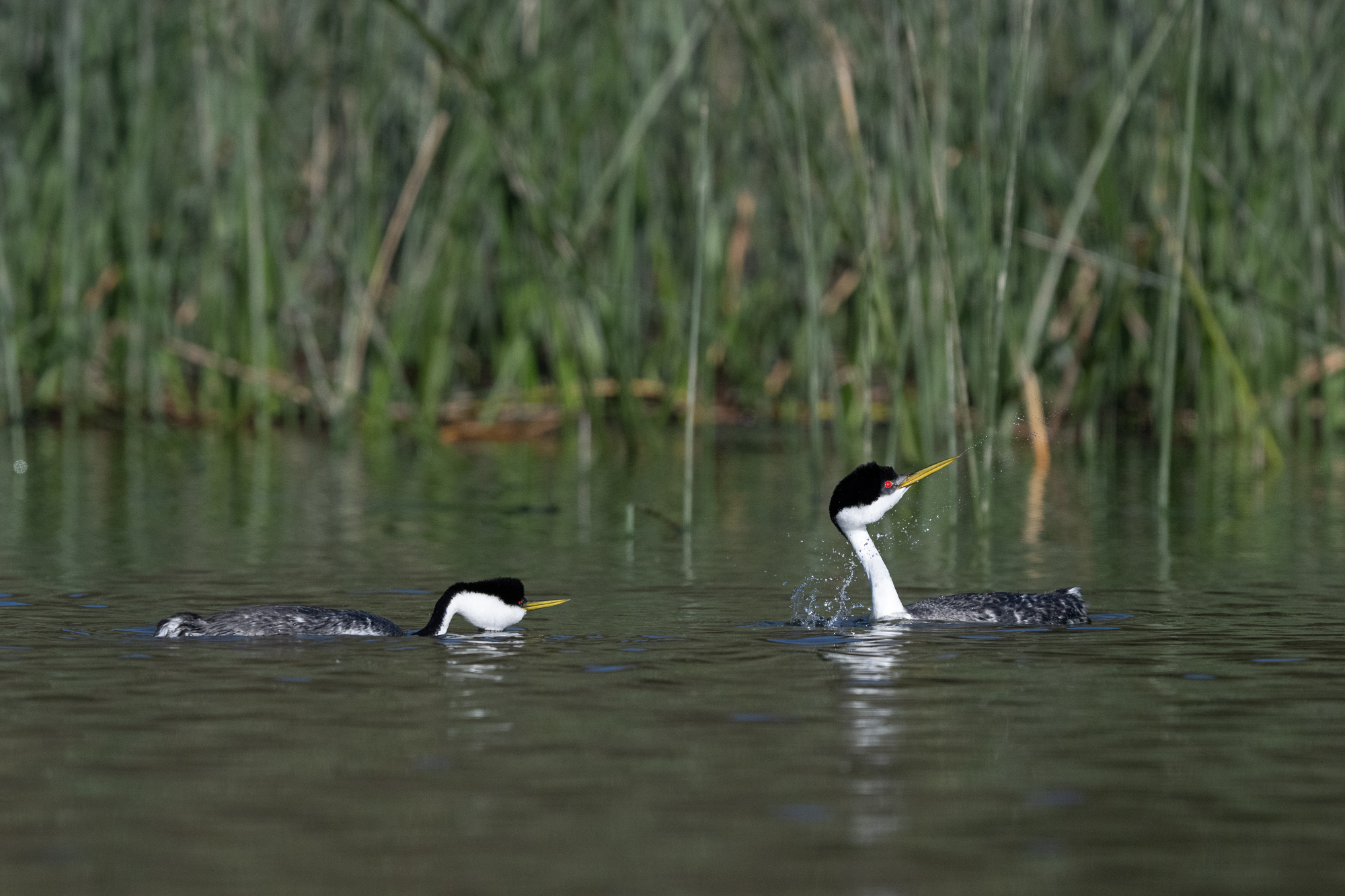 Western Grebes Dip-Shaking western grebes exhibiting dip shaking during the courting process in california in spring